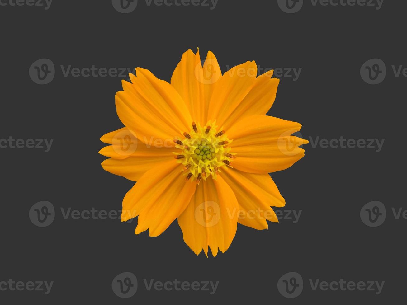 Isolated yellow cosmos flower with clipping paths. photo