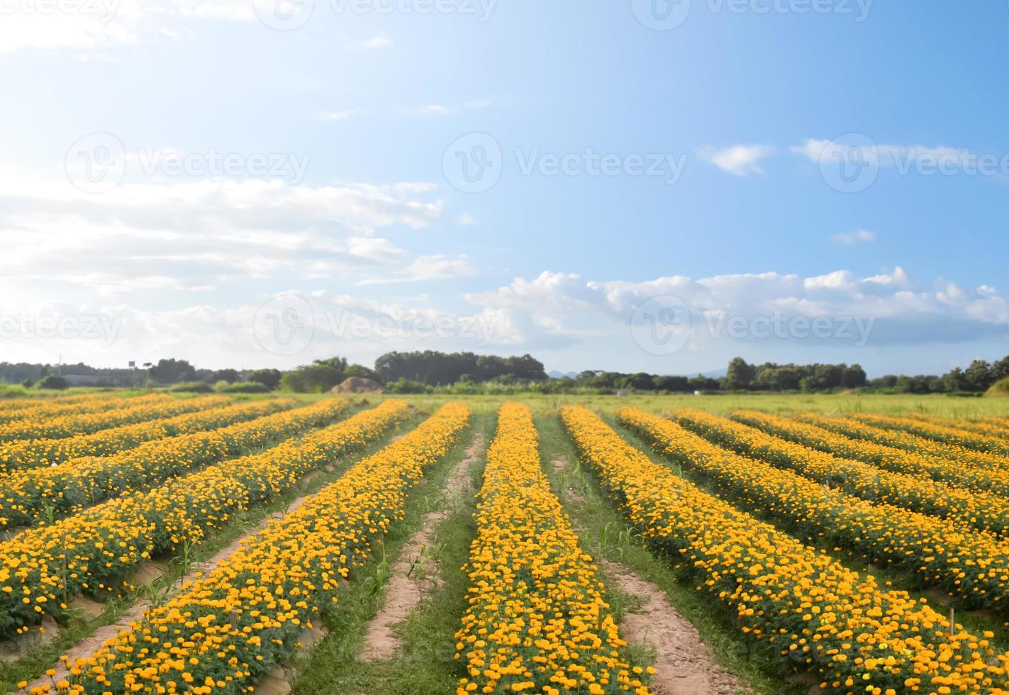 Marigold flower garden in the afternoon of the day in Asian country. photo