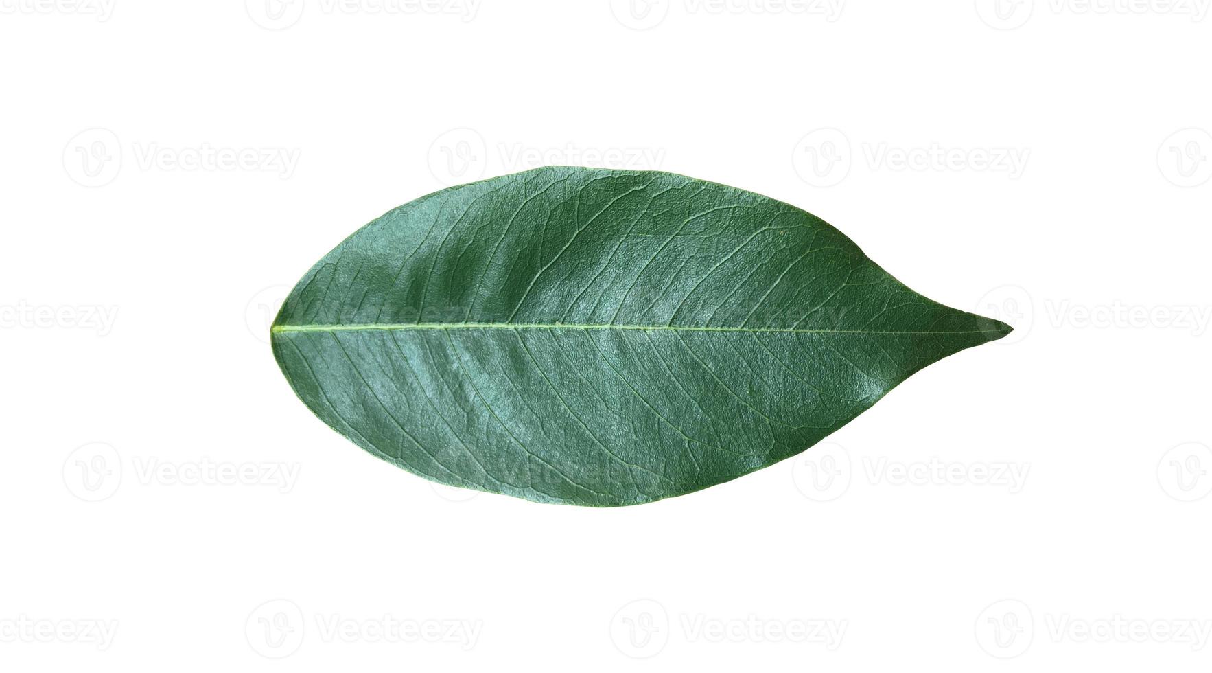 Isolated leaf of pterocarpus macrocarpus with clipping paths. photo