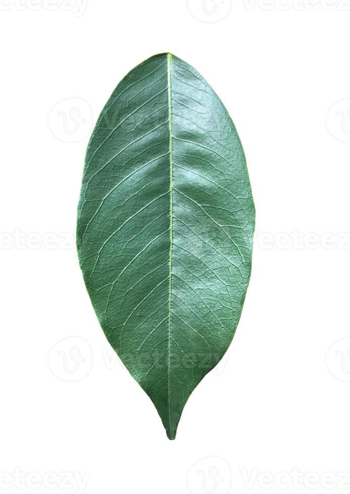 Isolated leaf of pterocarpus macrocarpus with clipping paths. photo