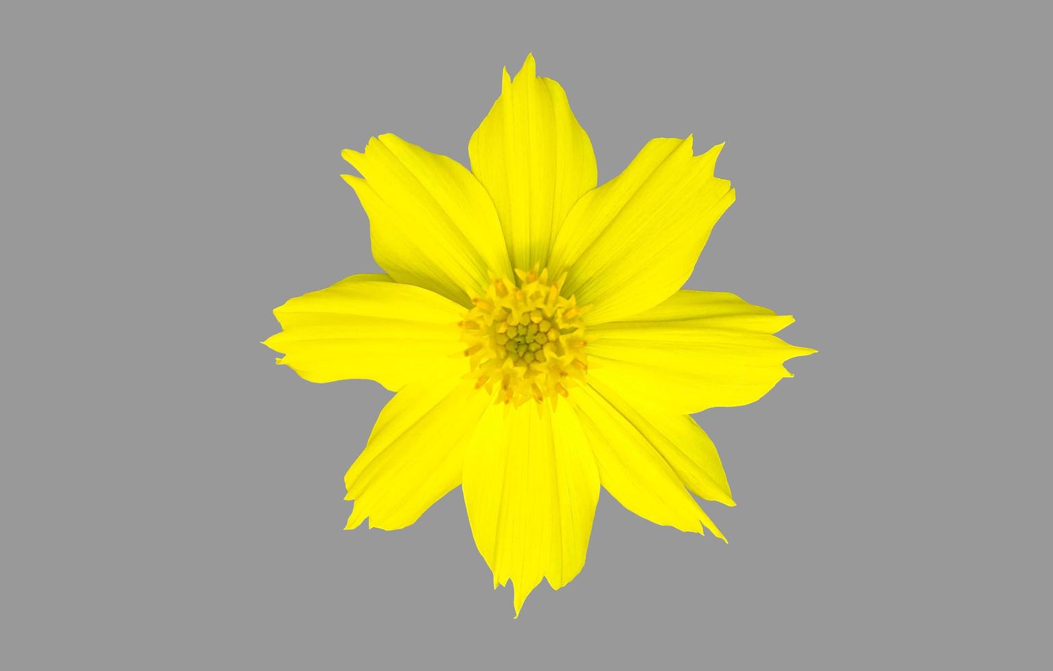 Isolated yellow cosmos flower with clipping paths. photo