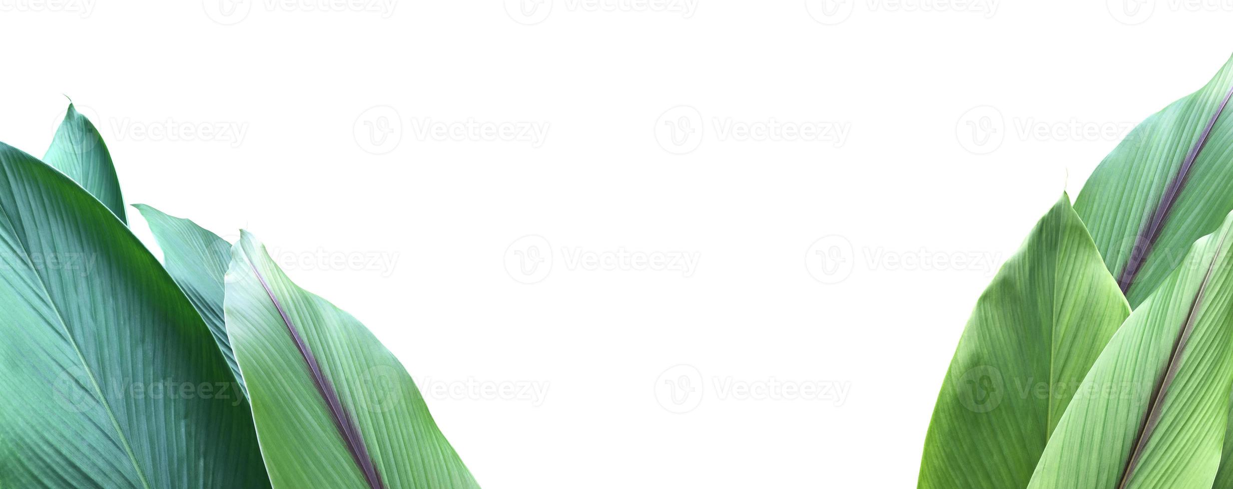 Isolated turmeric leaf with clipping paths. photo