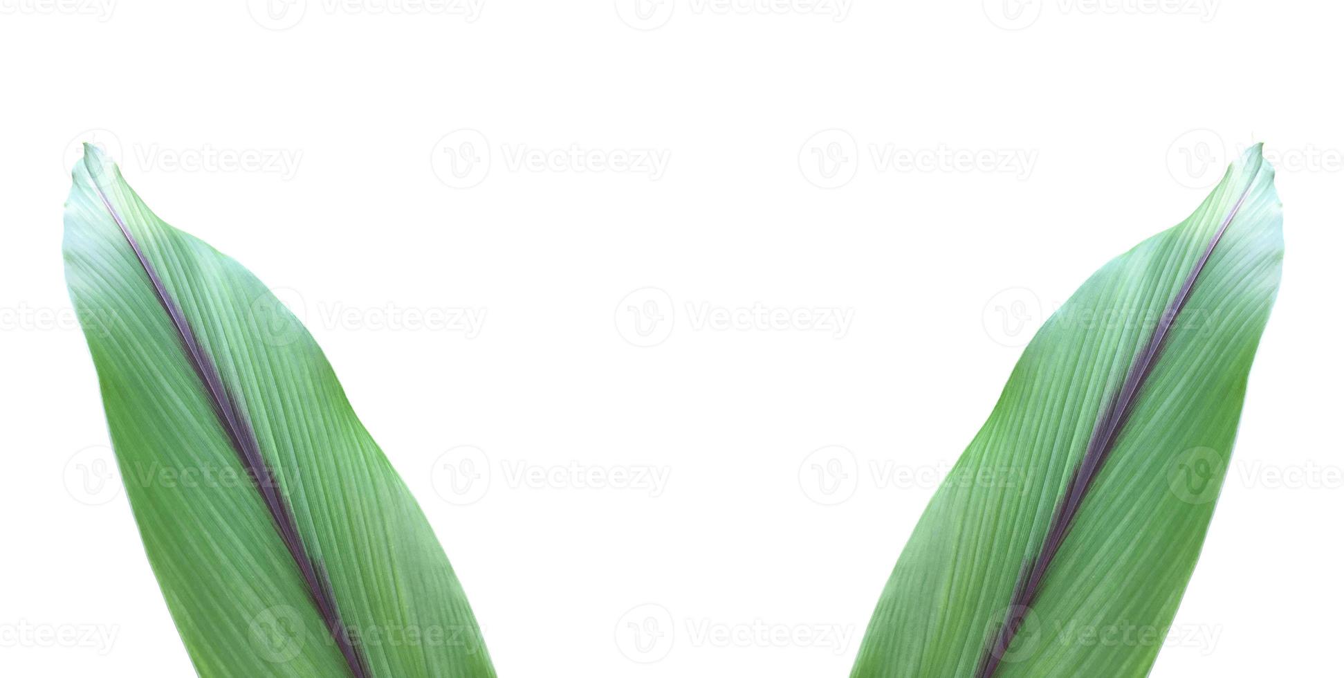 Isolated turmeric leaf with clipping paths. photo