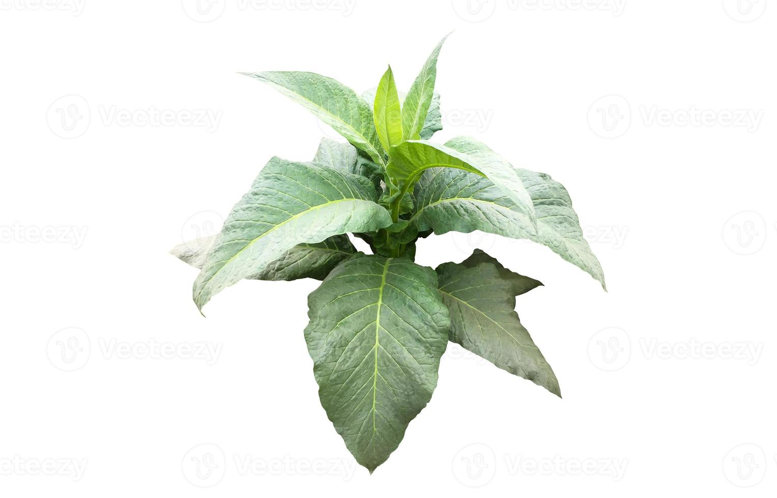 Isolated tobacco plant with clipping paths. photo