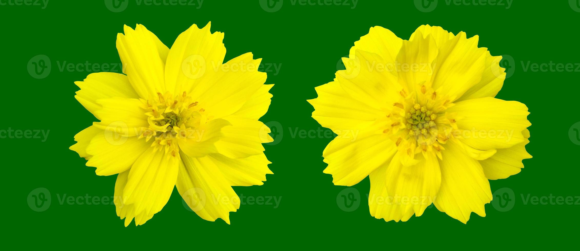 Isolated yellow cosmos flower with clipping paths. photo