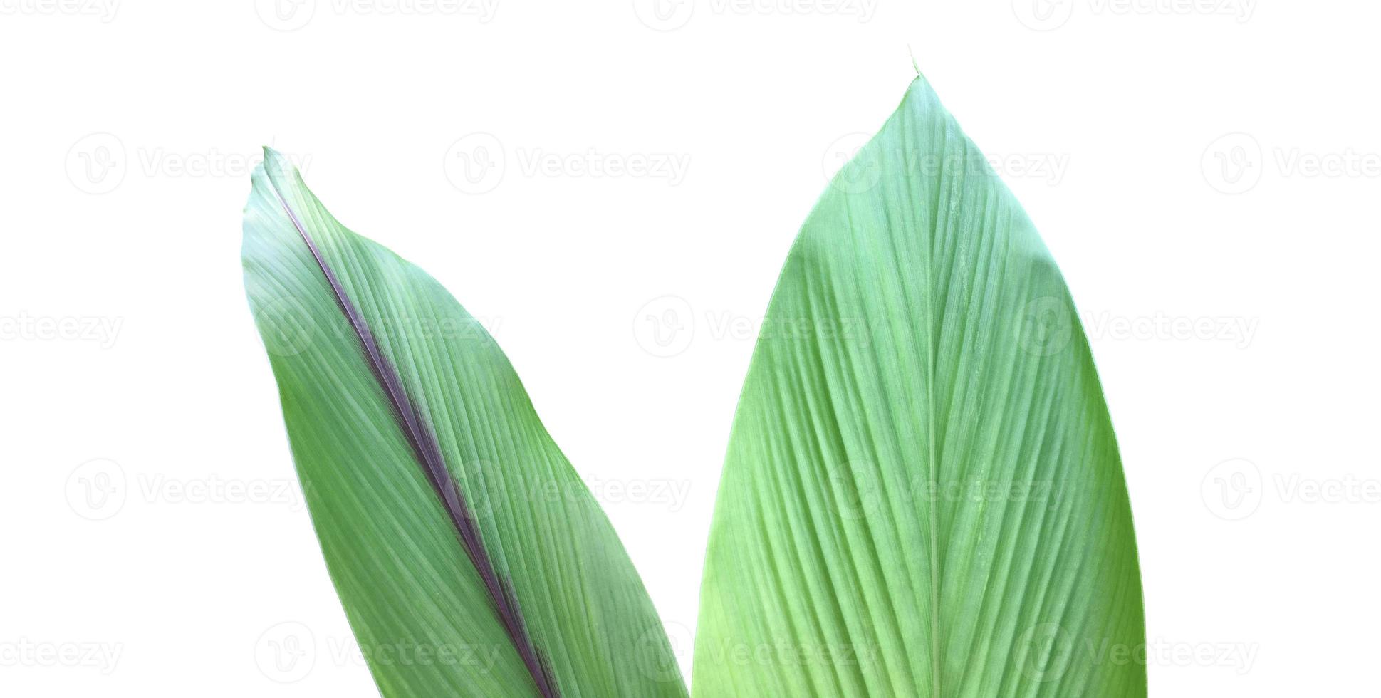 Isolated turmeric and curcuma aeruginosa leaf with clipping paths. photo