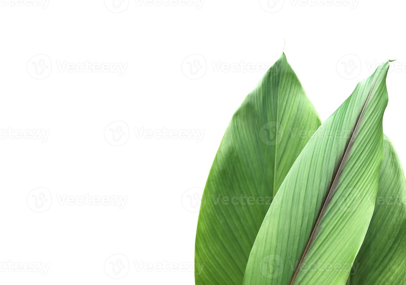 Isolated turmeric leaf with clipping paths. photo