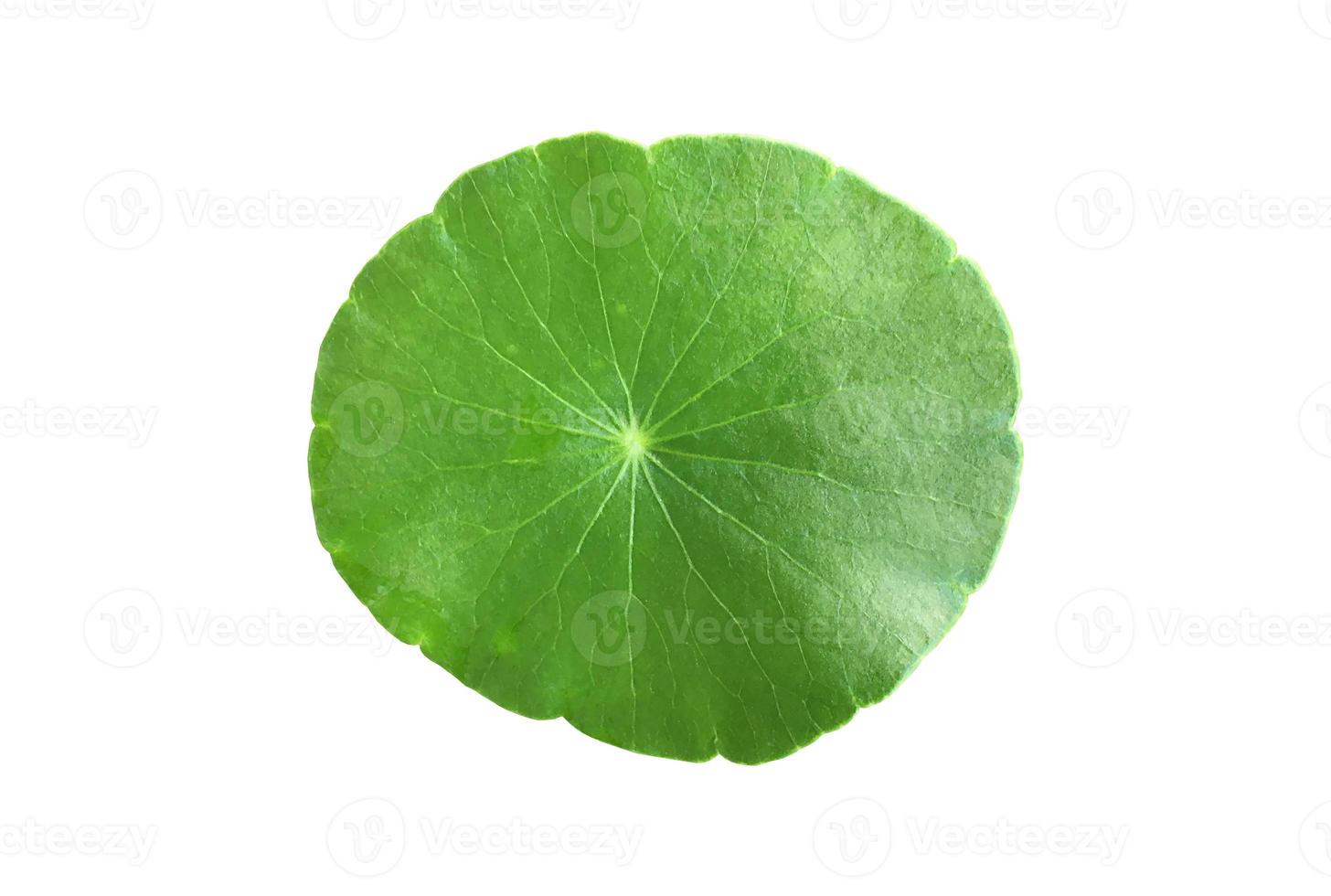 Isolated gotu kola, asiatic pennywort, centella asiatica, ayurveda leaf with clipping paths. photo