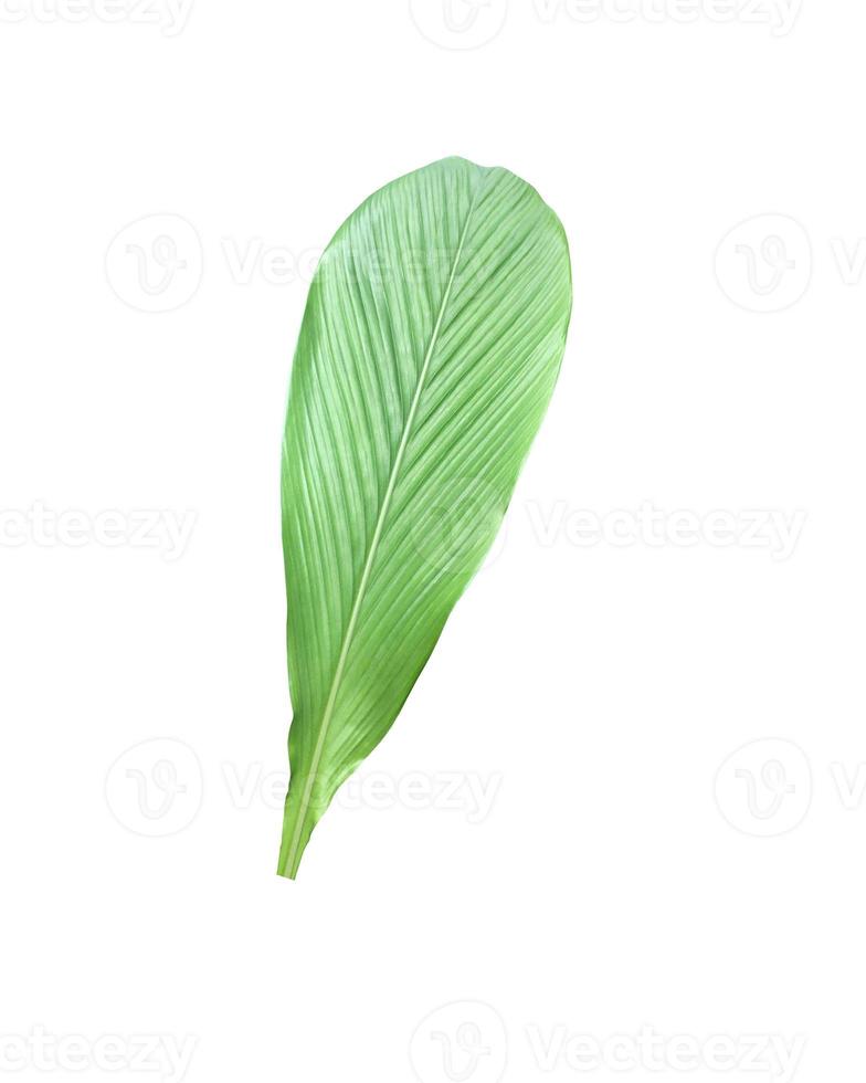 Isolated turmeric and curcuma aeruginosa leaf with clipping paths. photo