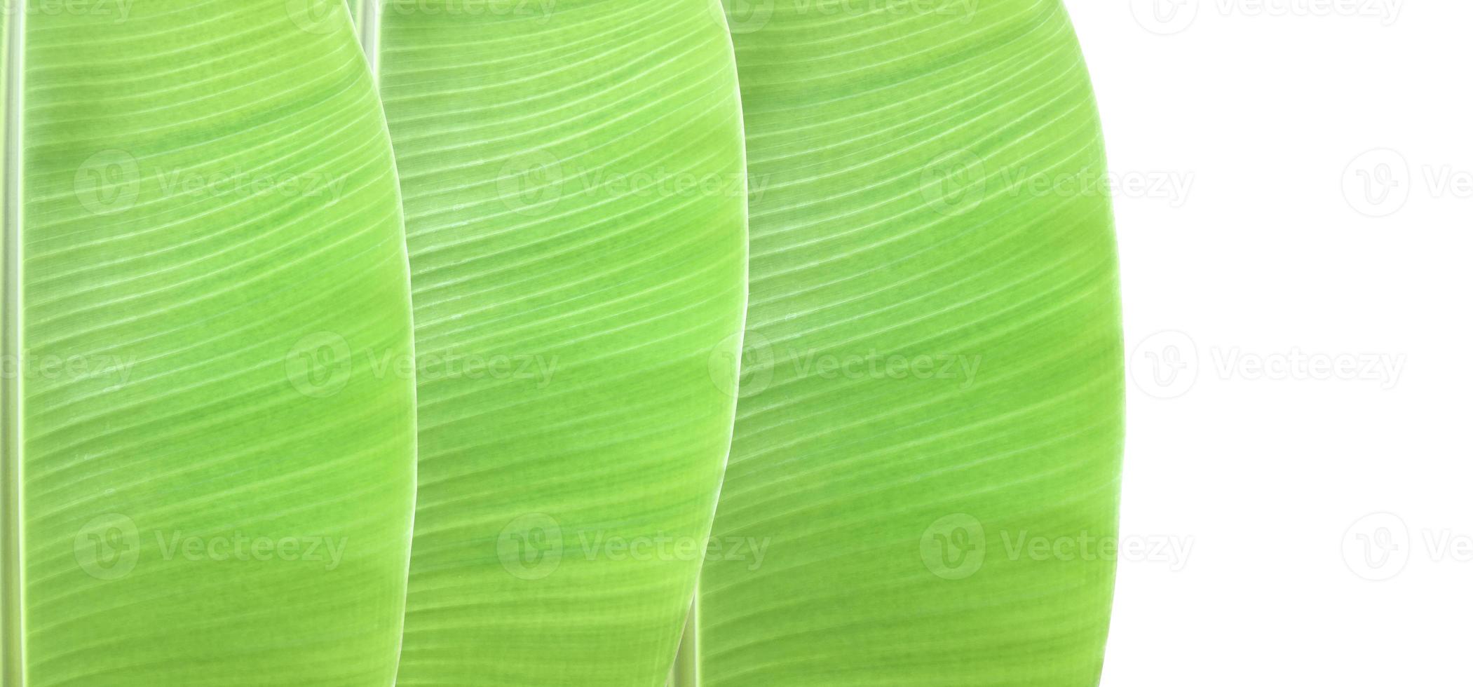 Isolated young green tropical banana leaf with clipping paths. photo