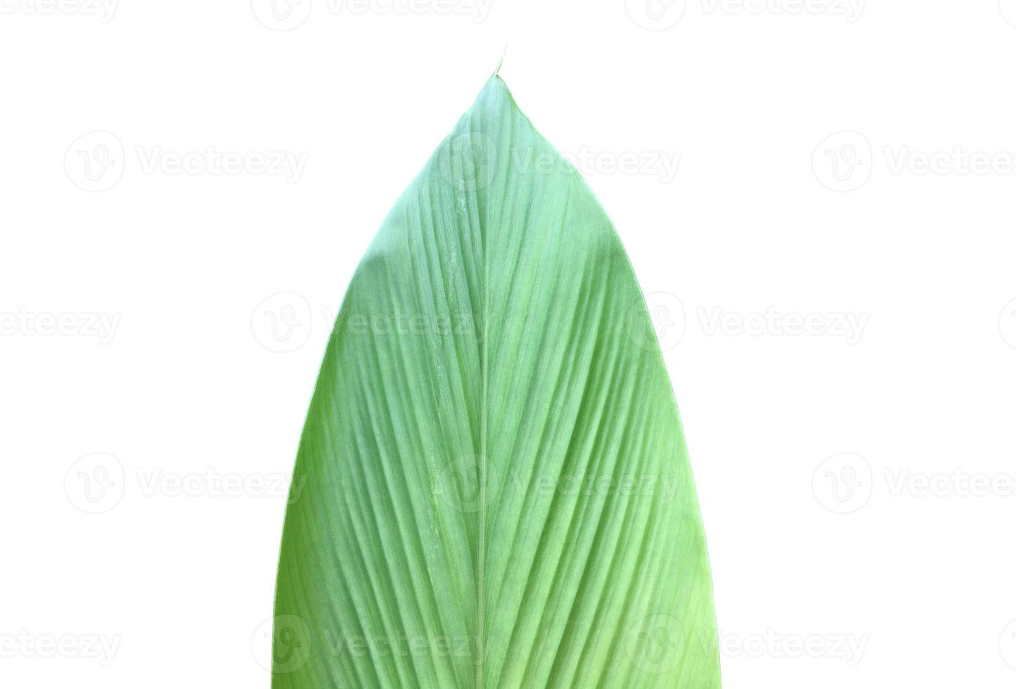 Isolated turmeric and curcuma aeruginosa leaf with clipping paths. photo