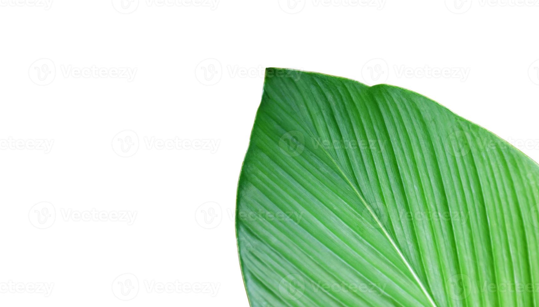 Isolated turmeric leaf with clipping paths. photo