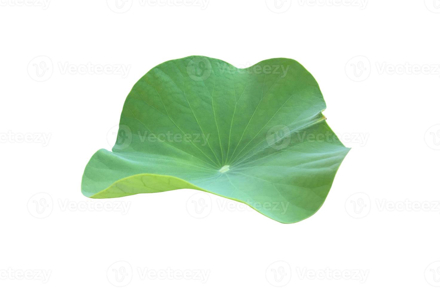 Isolated waterlily or lotus leaf with clipping paths. photo