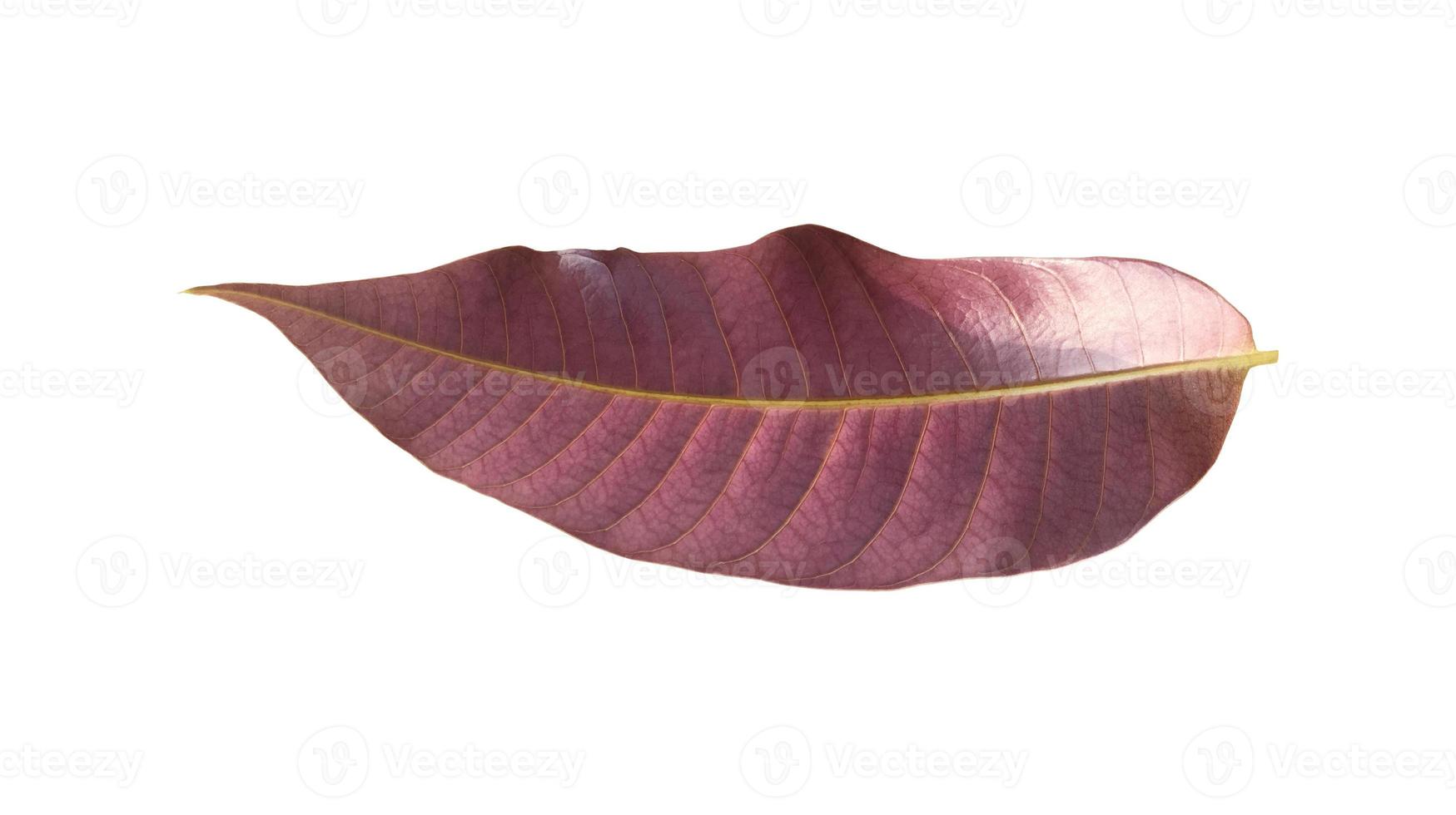 Isolated young leaf of mango tree with clipping paths. photo