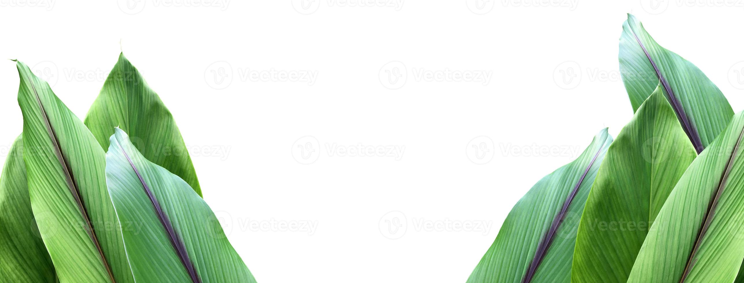 Isolated turmeric leaf with clipping paths. photo