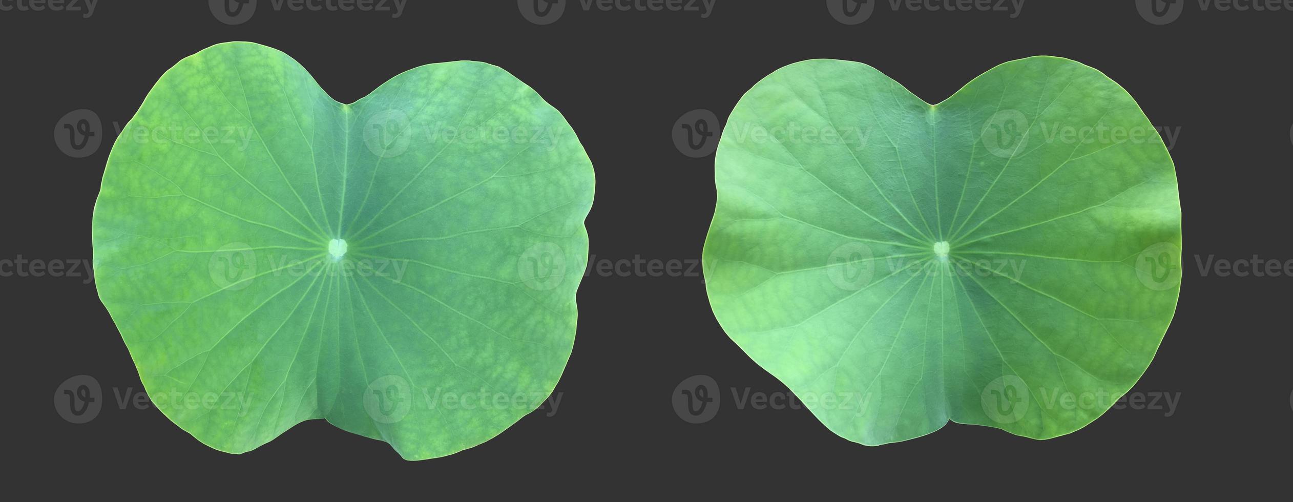 isolated waterlily or lotus leaf with clipping paths. photo