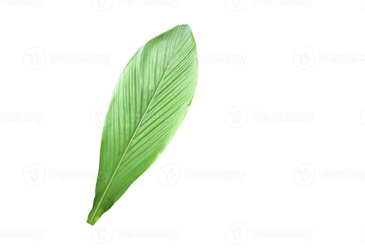 Isolated turmeric and curcuma aeruginosa leaf with clipping paths. photo