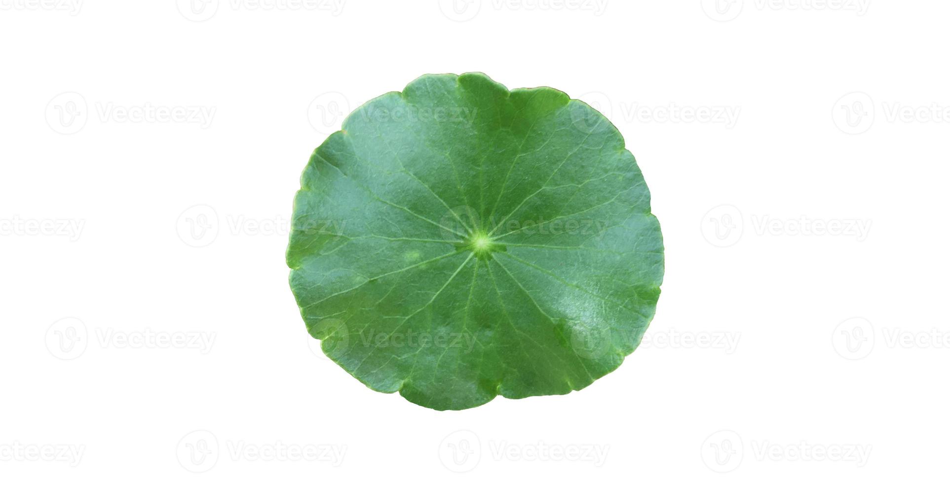 Isolated gotu kola, asiatic pennywort, centella asiatica, ayurveda leaf with clipping paths. photo