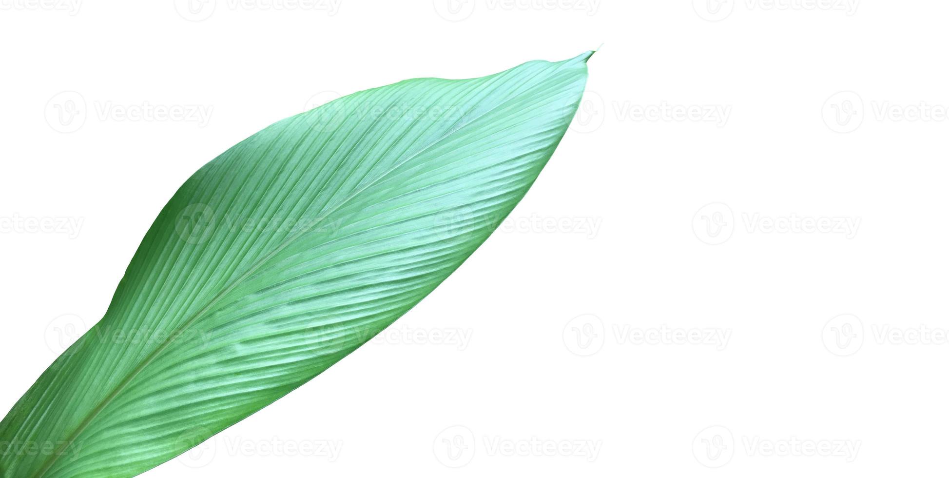 Isolated turmeric and curcuma aeruginosa leaf with clipping paths. photo