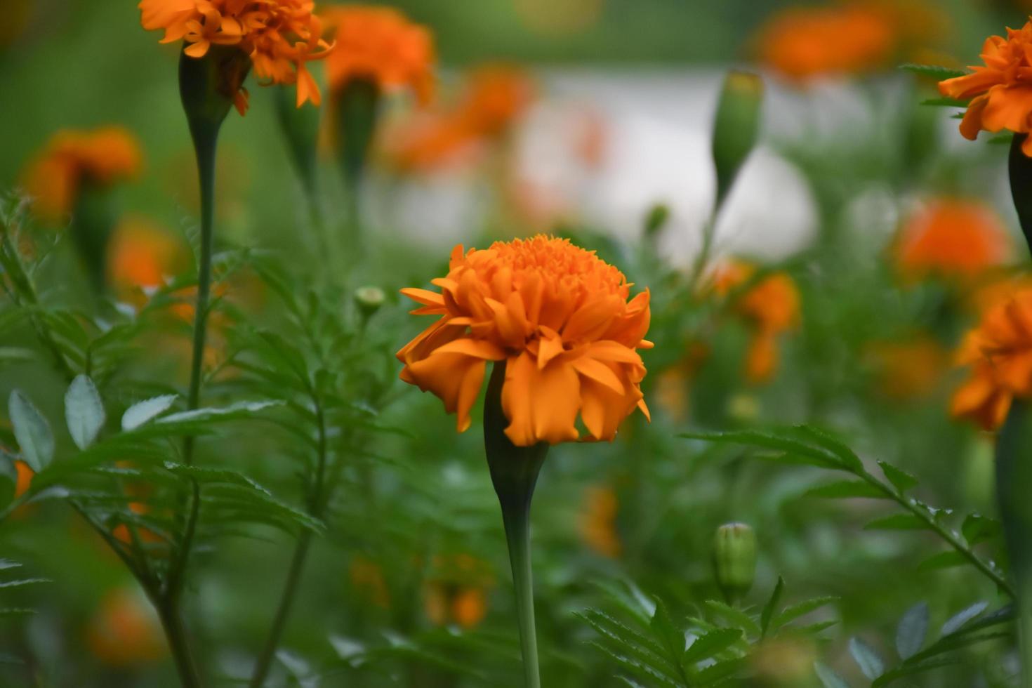 Marigold flower garden, marigold flower farming photo