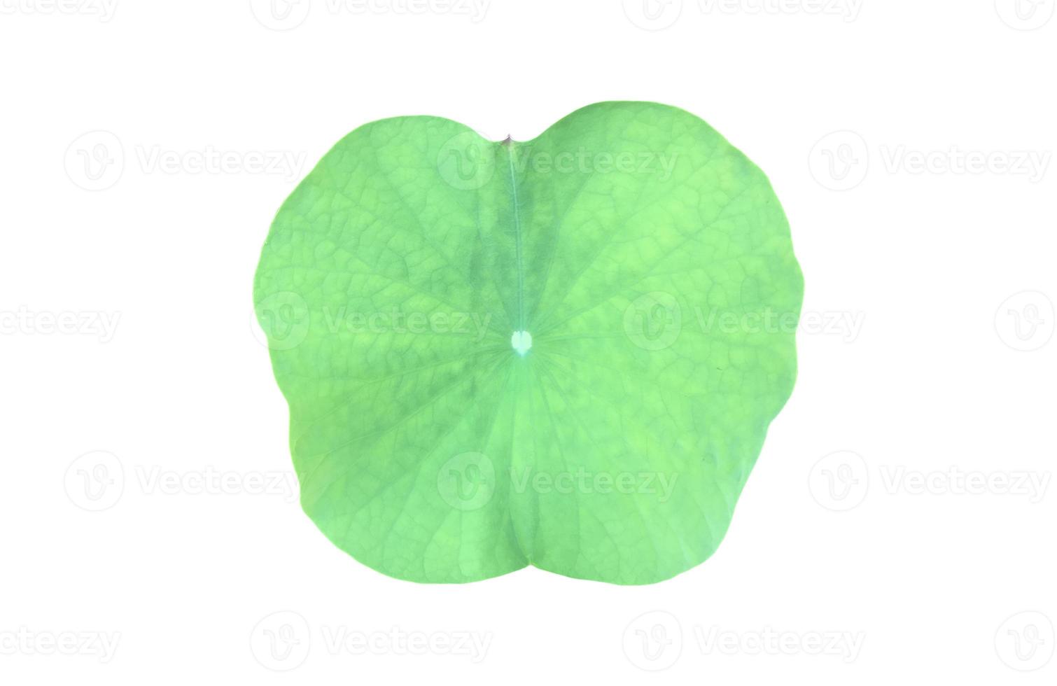 Isolated waterlily or lotus leaf with clipping paths. photo