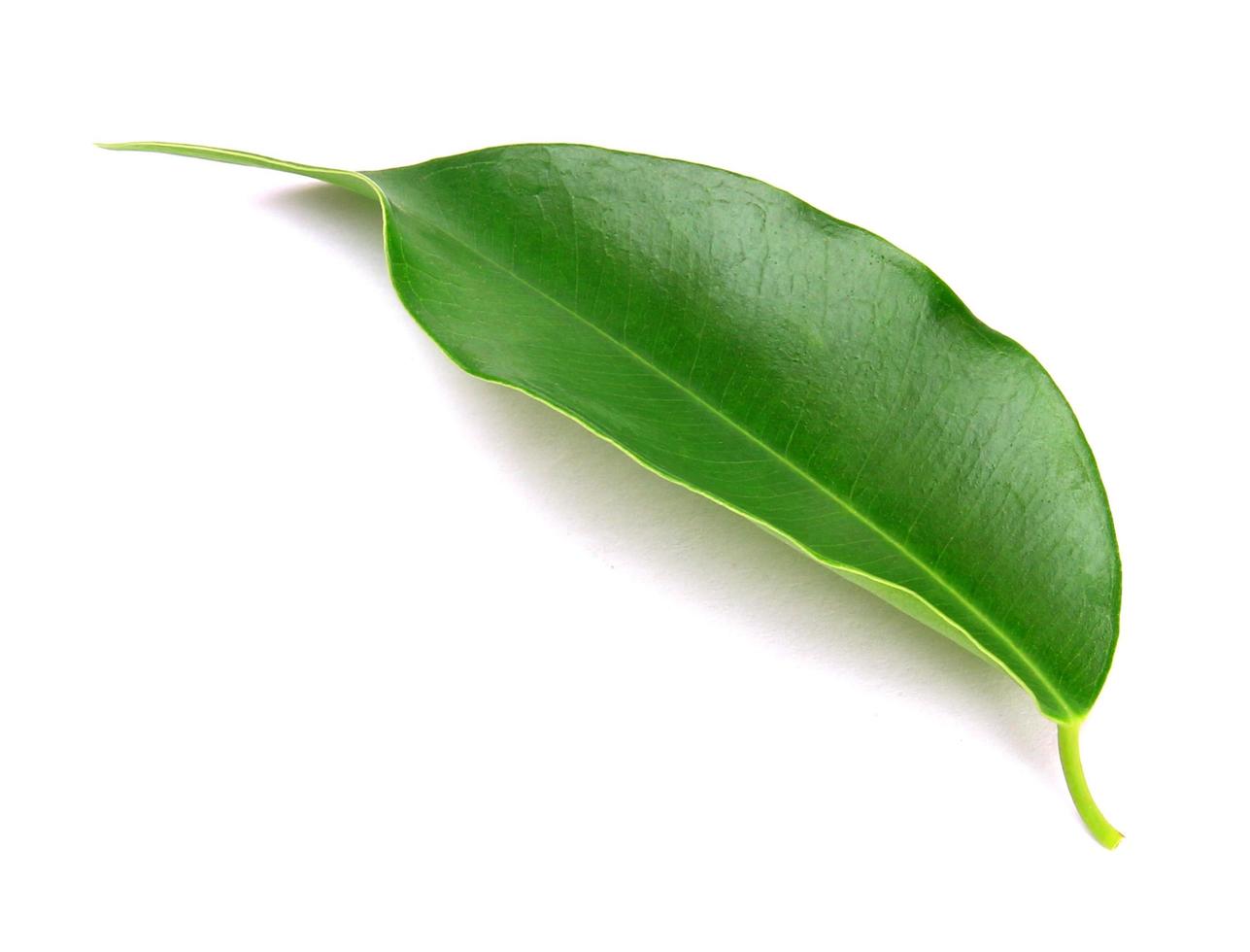 green leaf on a white photo