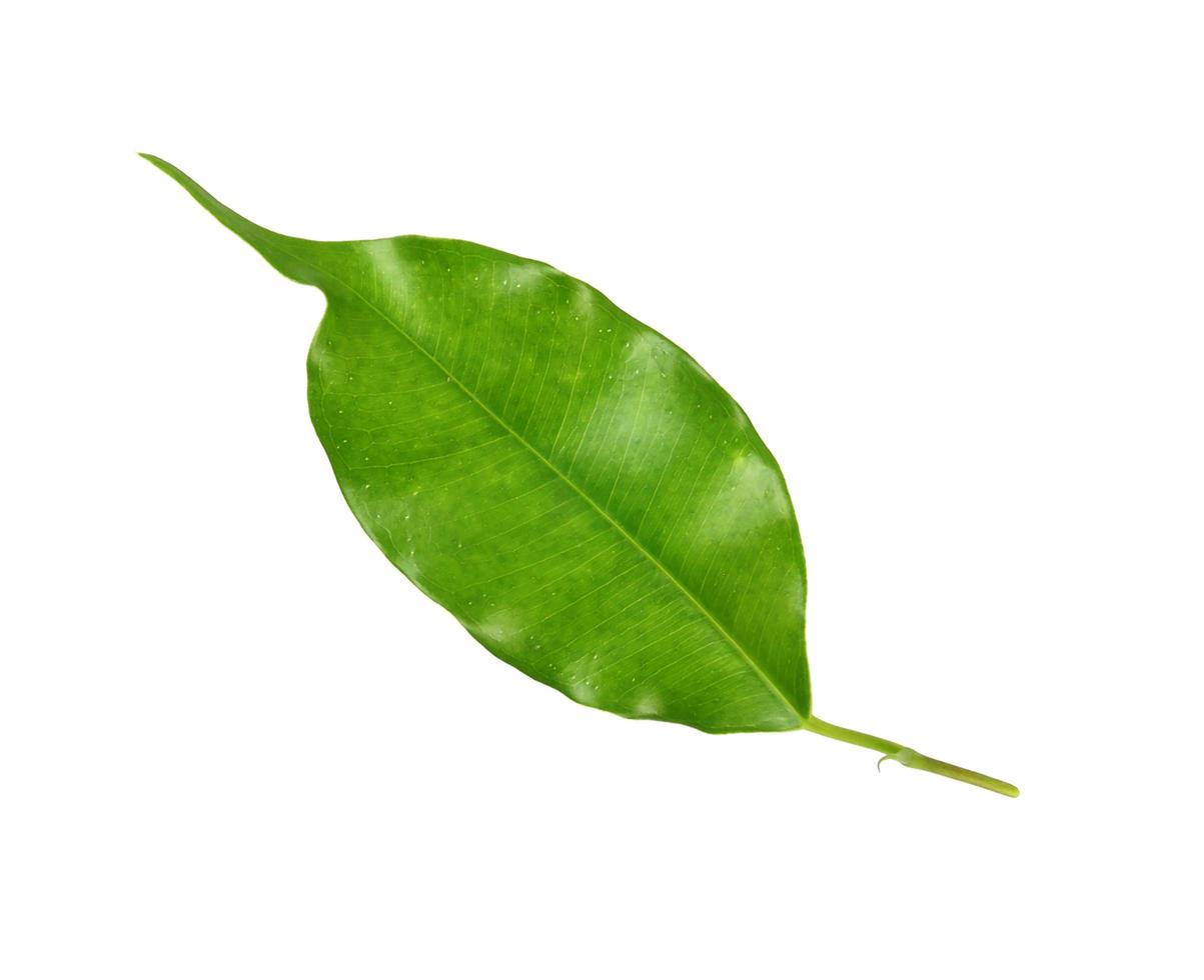 green leaf on a white photo