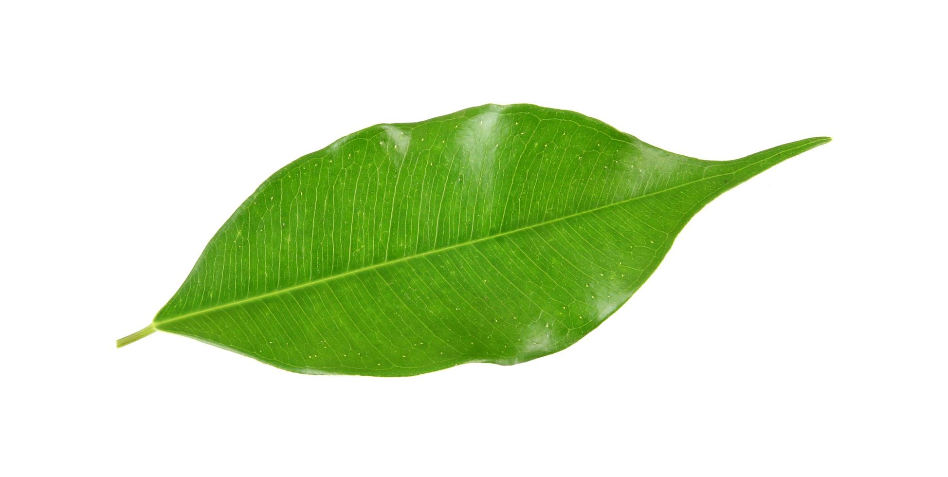 green leaf on a white photo