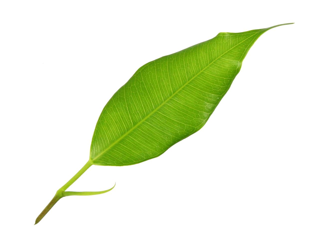 green leaf on a white photo