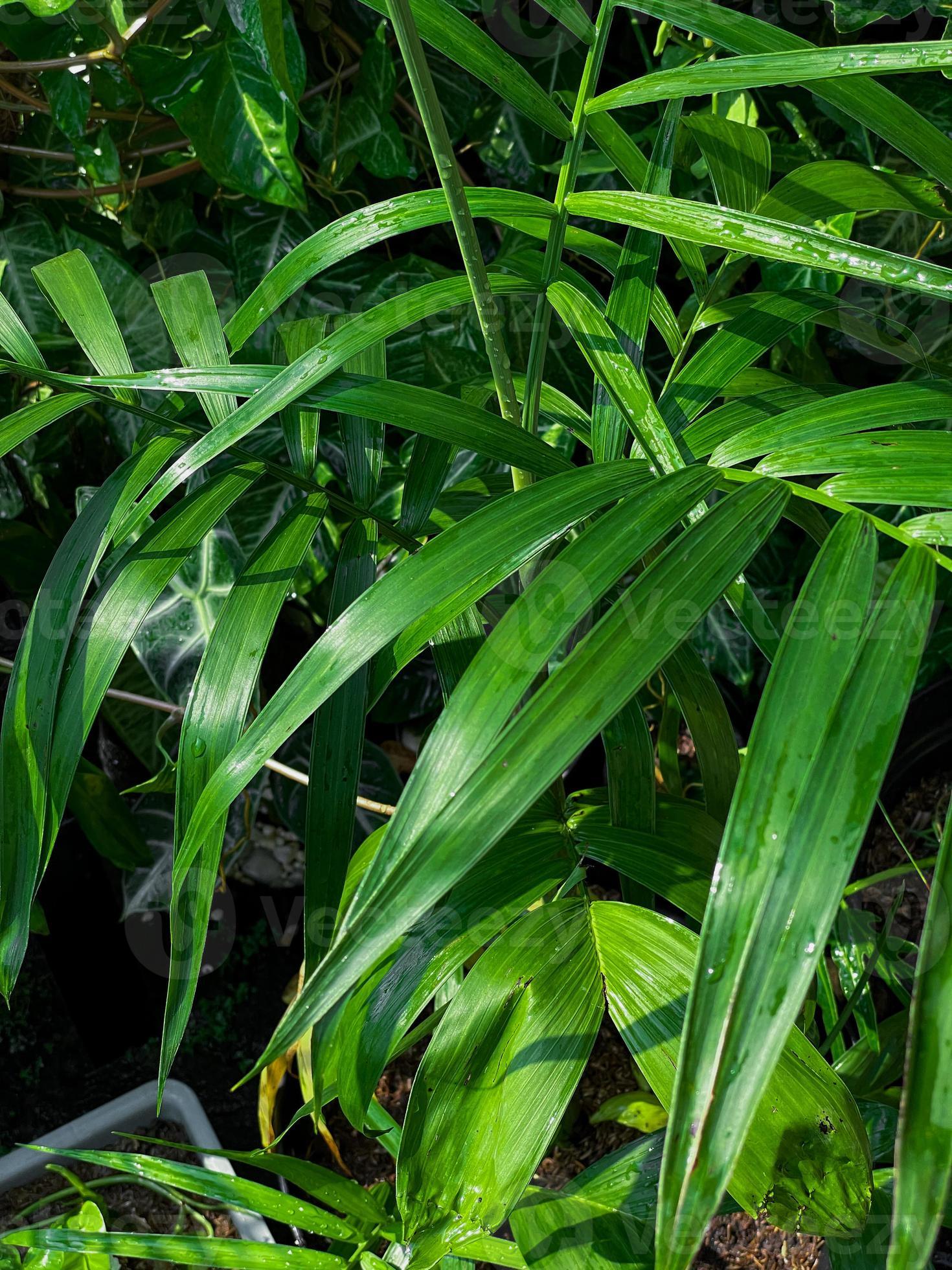 Nature background with various tropical plants. Fresh tropical plants