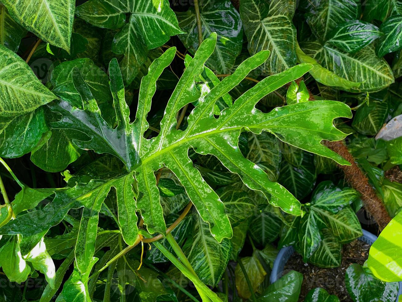 Nature background with various tropical plants. Fresh tropical plants
