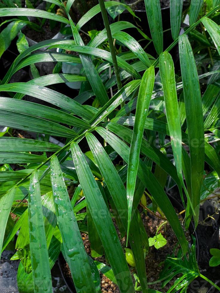 Nature background with various tropical plants. Fresh tropical plants