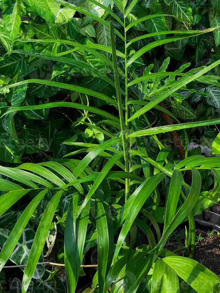 Nature background with various tropical plants. Fresh tropical plants