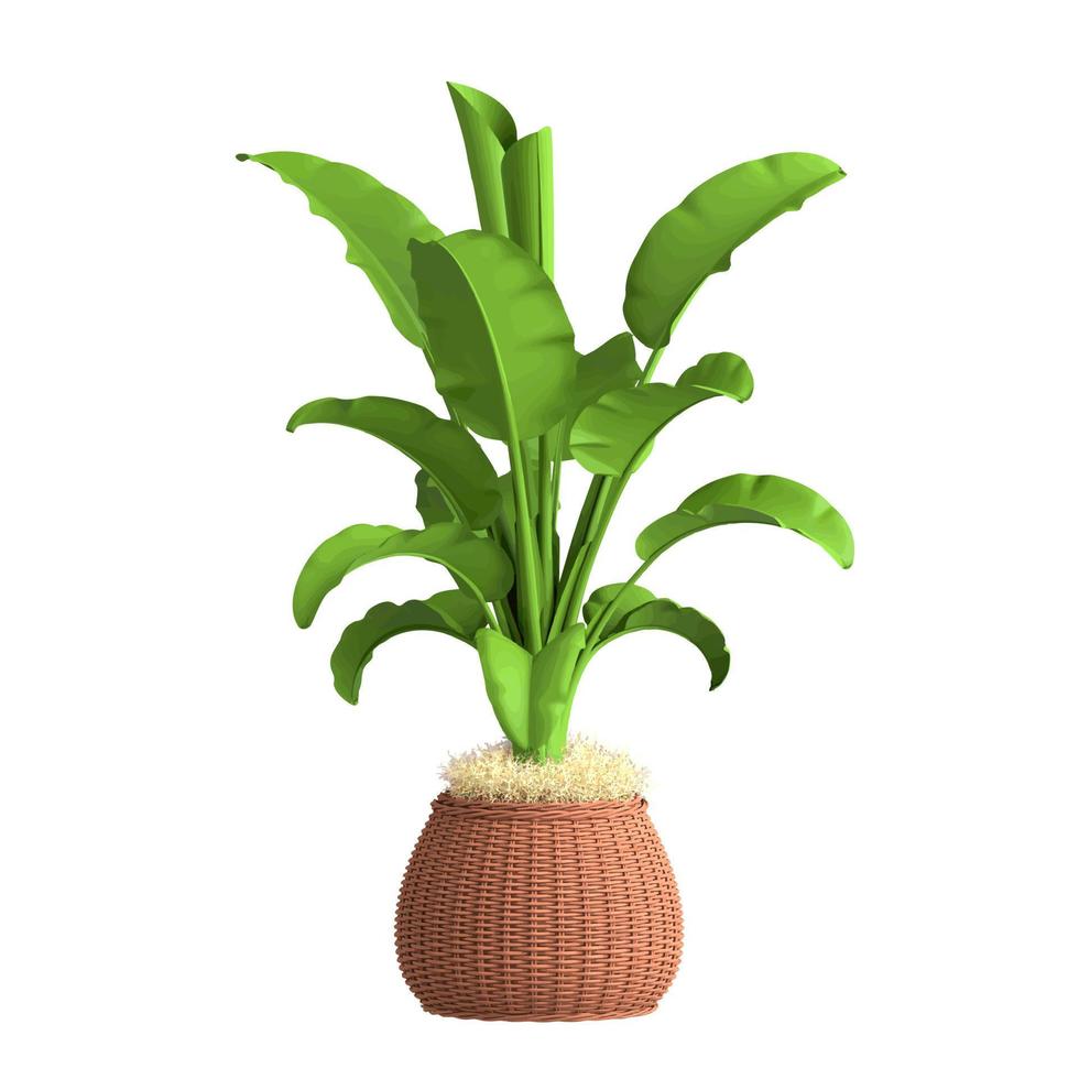 Tropical palm tree in a wicker pot, houseplant isolated on white background. Vector realistic illustration