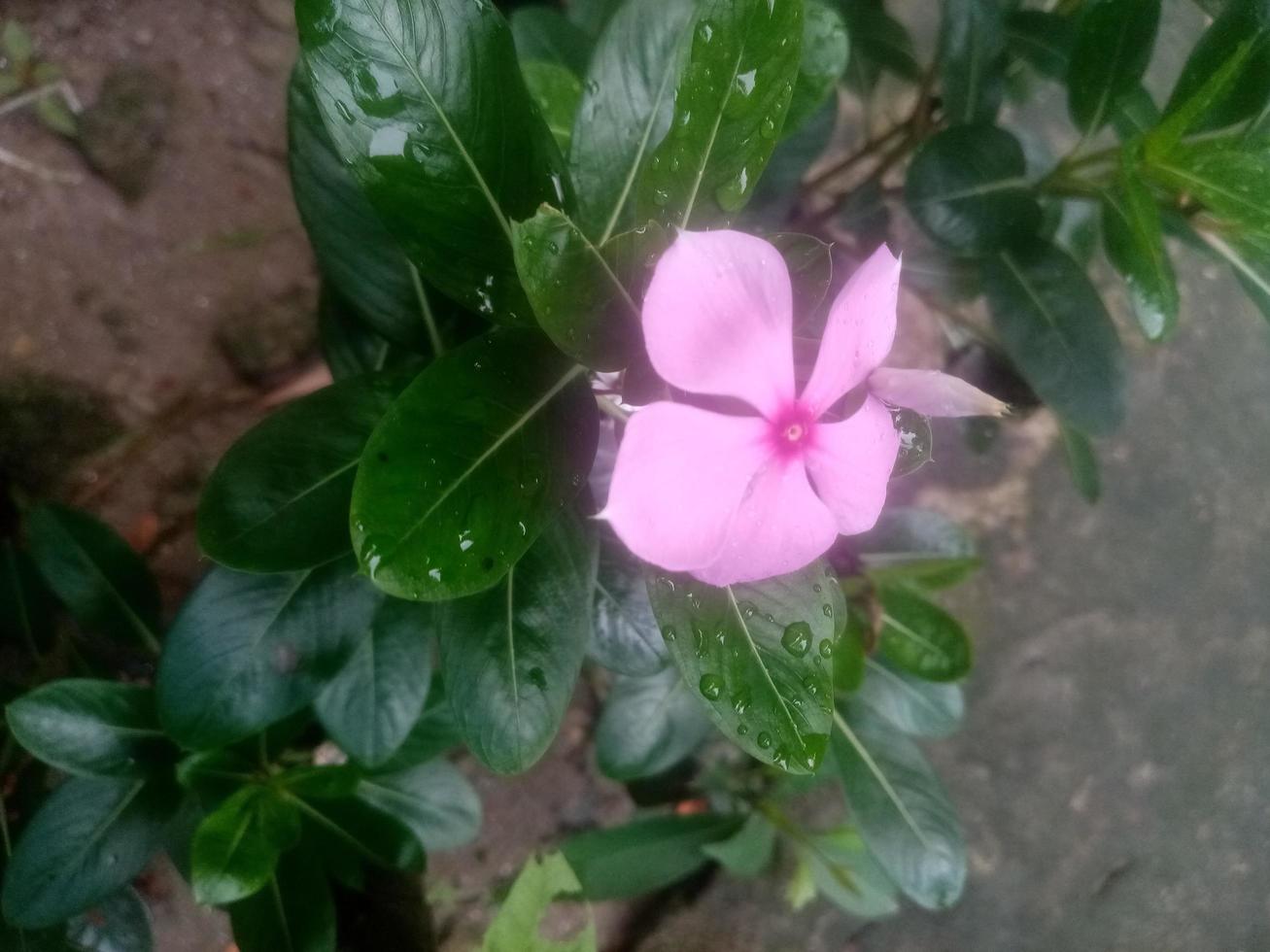 jazmín, jazmín árabe, papel pintado, hermosa flor, belleza natural foto