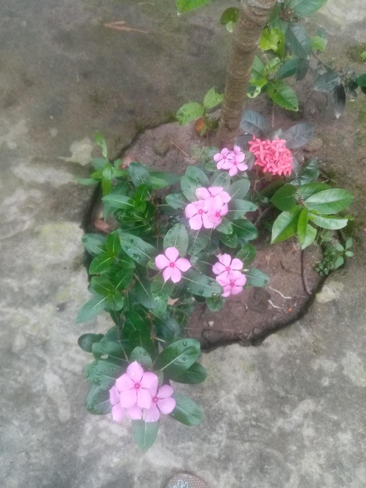 flor de madagascar, fondos de pantalla, flor de belleza foto