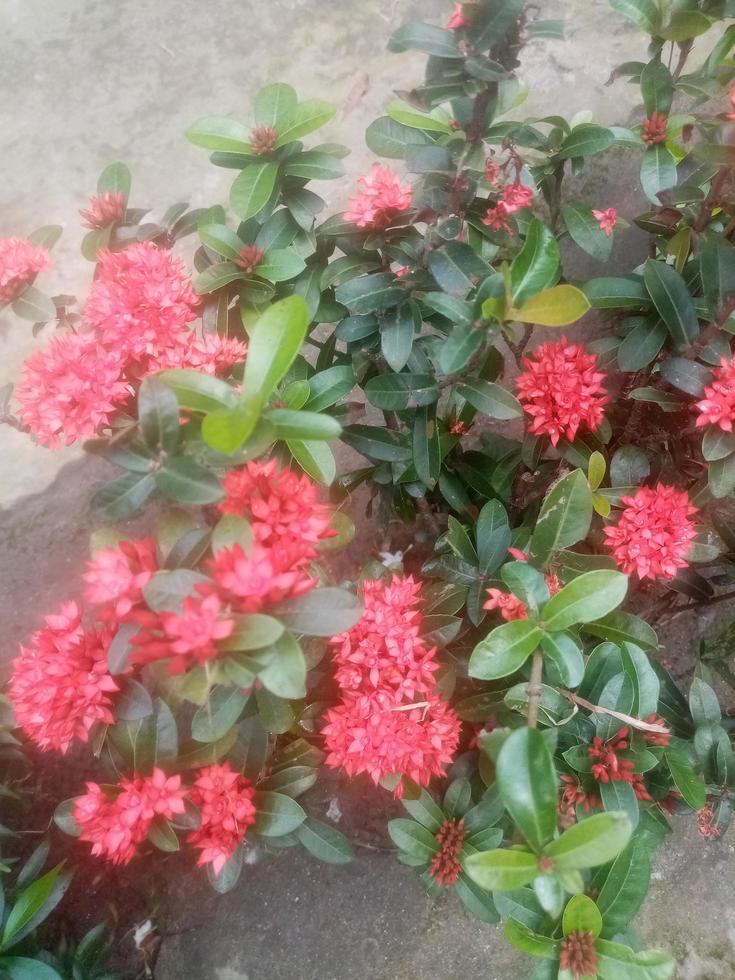 ixora china, fondos de pantalla, hermosa flor 8926724 Foto de stock en Vecteezy ixora china, fondos de pantalla, hermosa flor 8926724 Foto de stock en Vecteezy