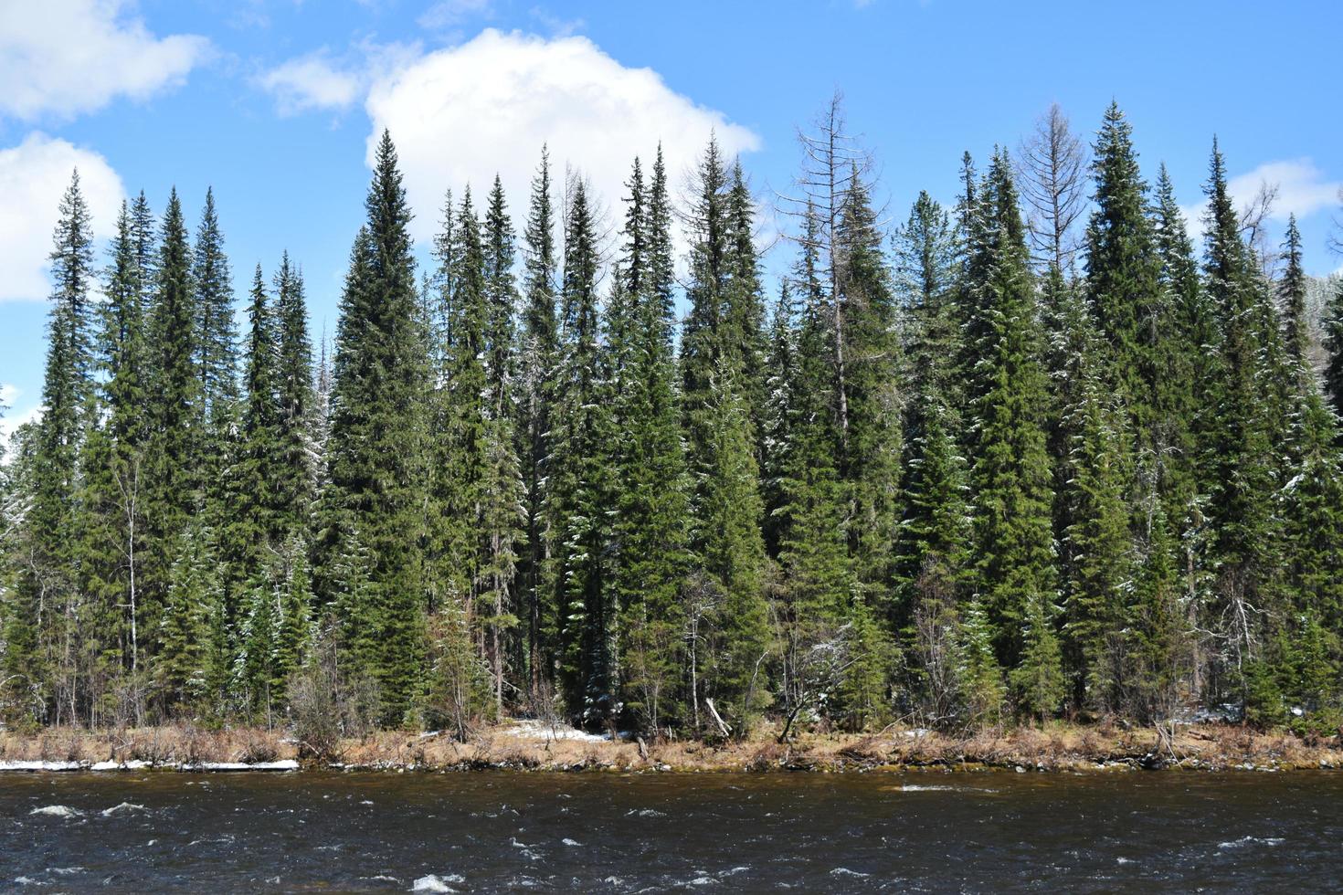 Impassable taiga on the bank of the Yenisei photo