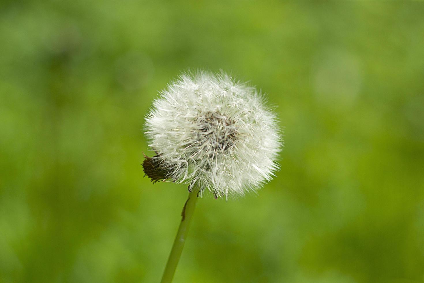 dandelion bud close up. photo