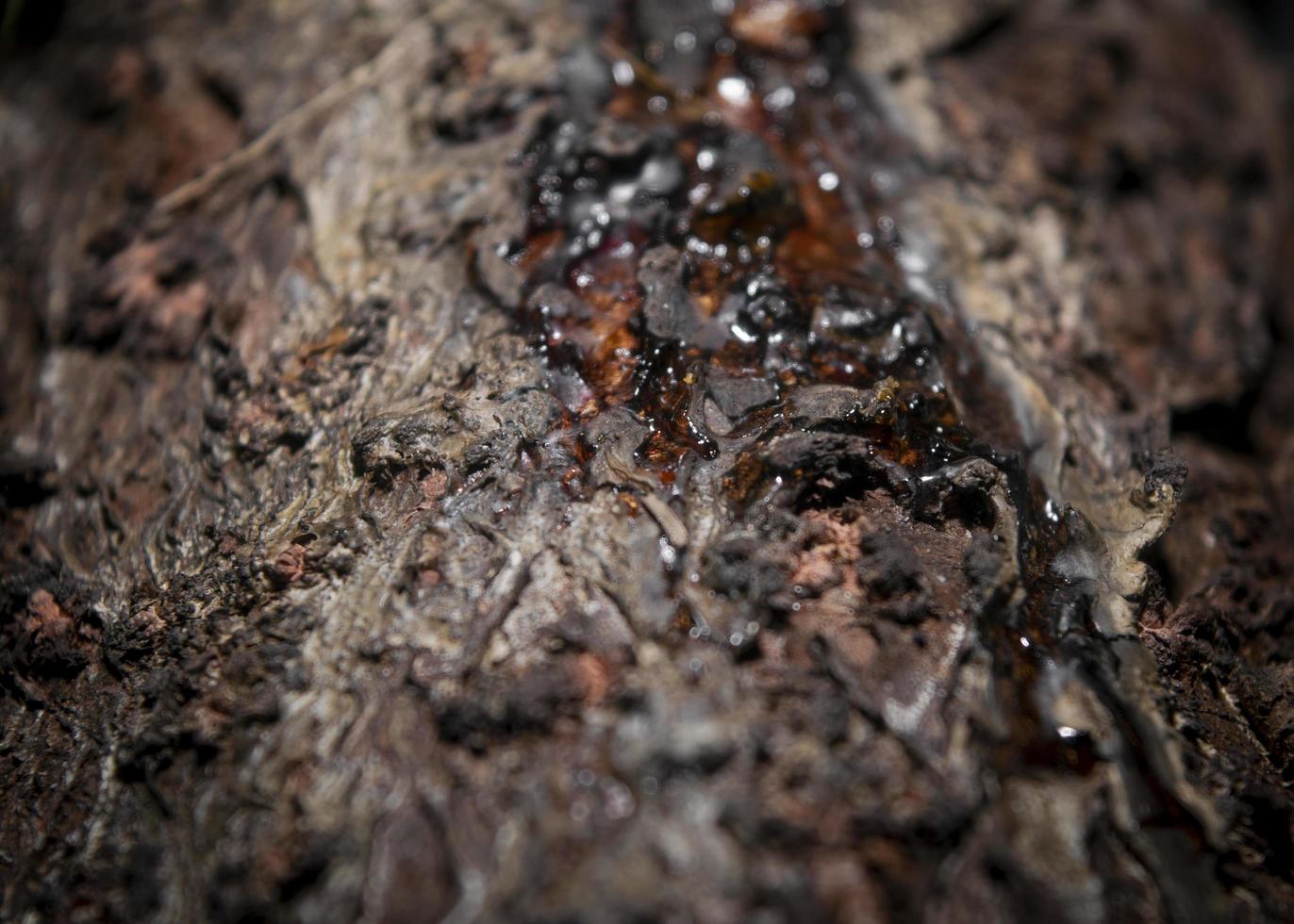 sap on dry tree bark photo