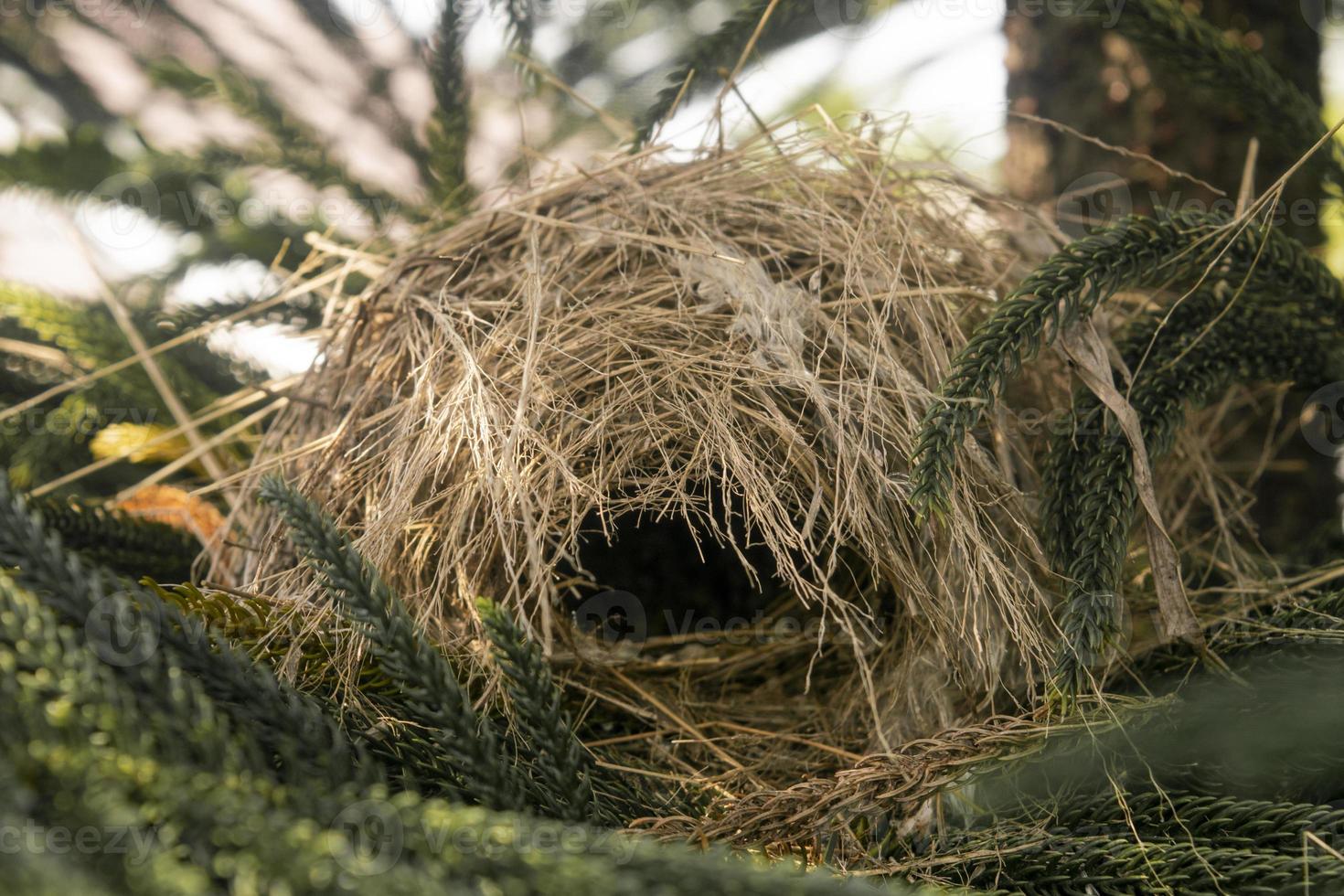 birds nest on top of pine tree. animal wild life photo concept