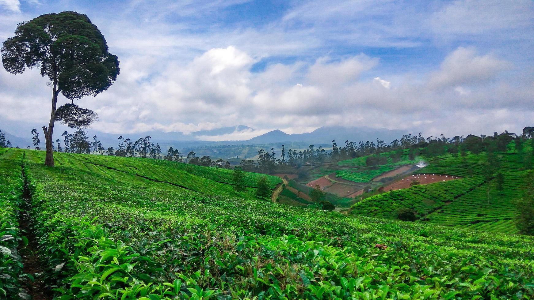 plantación de té malabar, pangalengan foto