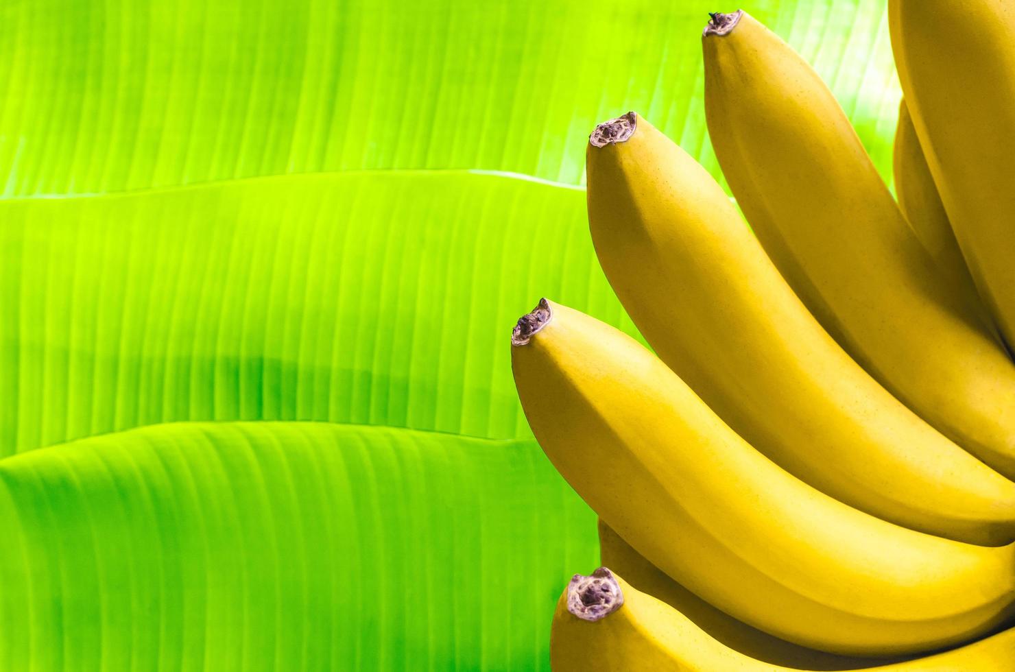 Banana fruits on green banana leaves background. photo