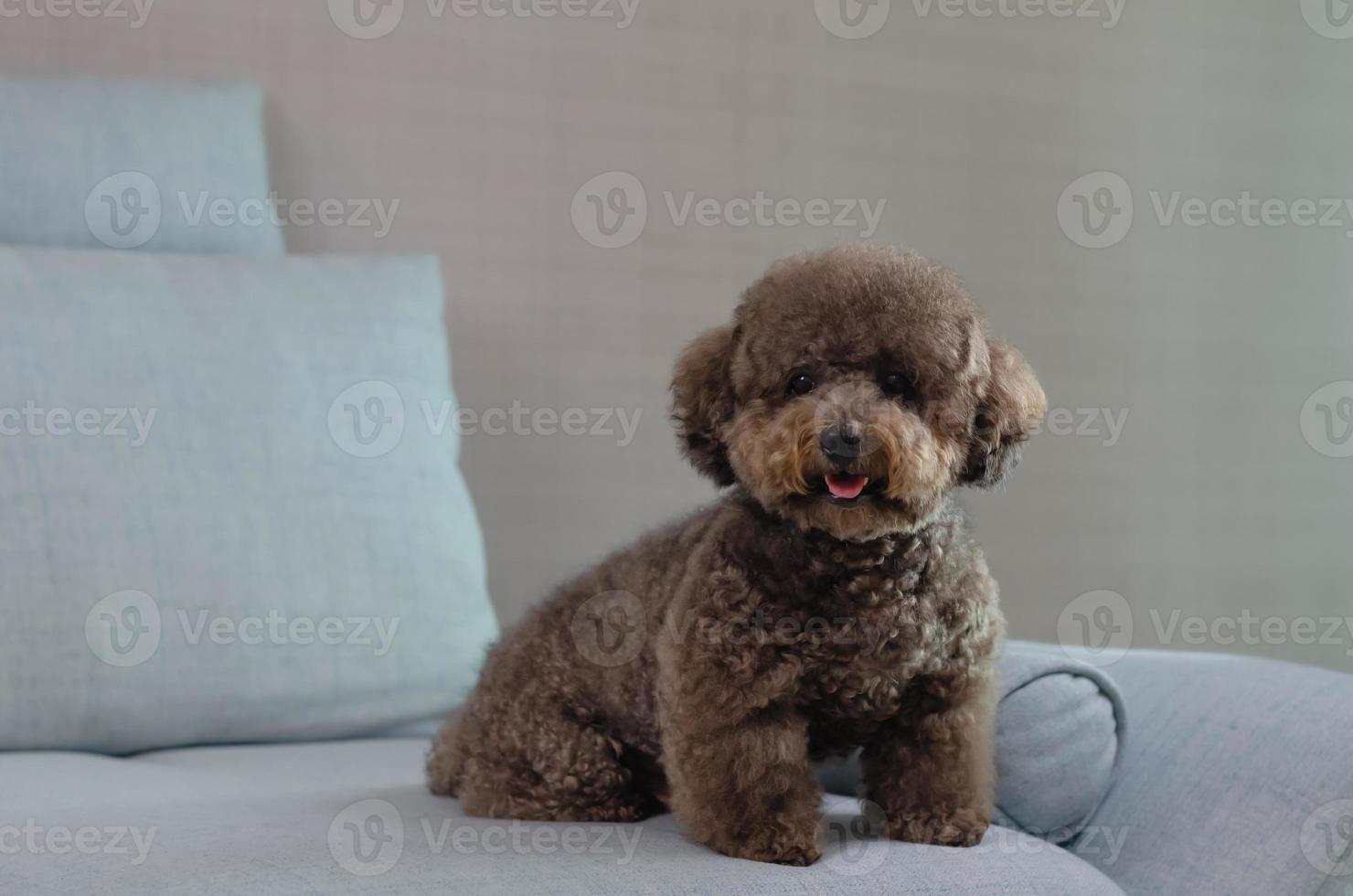 Adorable smiling black Poodle dog sitting and relaxing alone on blue couch while stay at home. photo