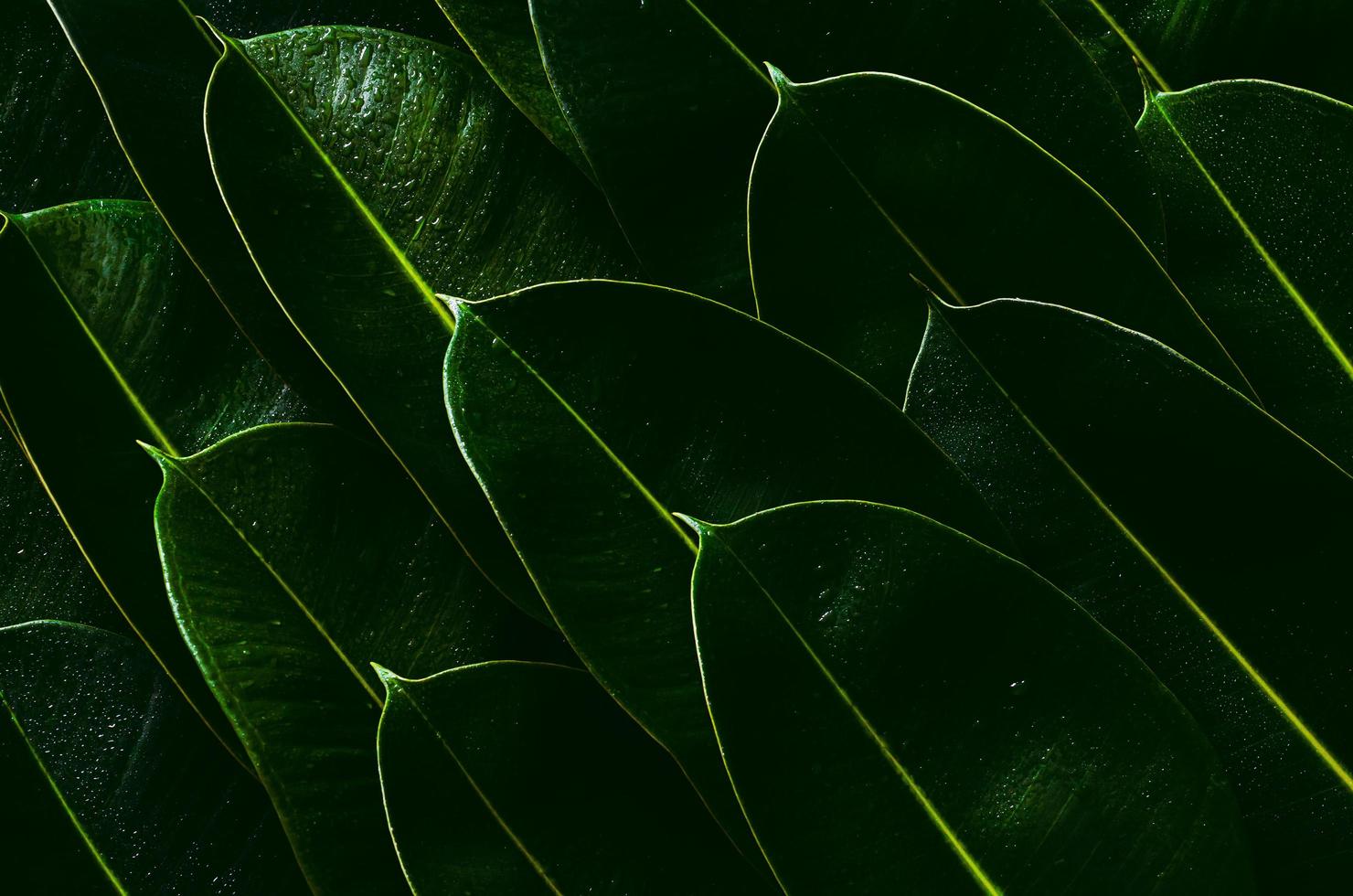 hojas de árboles de caucho verde fresco para el concepto de fotografía de fondo. foto