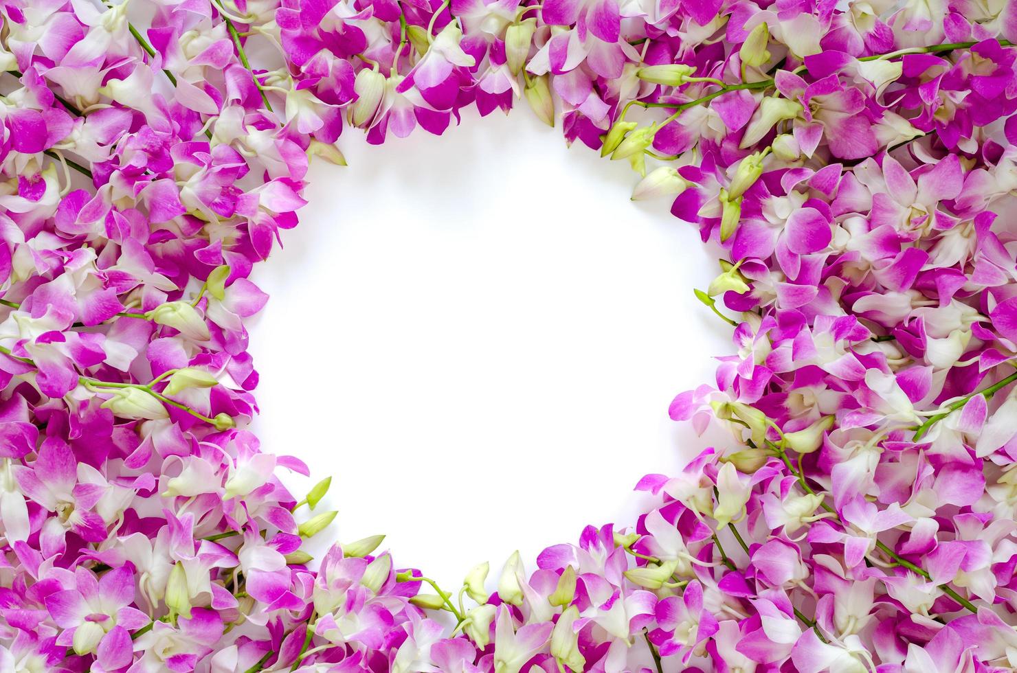 Pink orchid flowers put on white background for spring blossom photo concept.