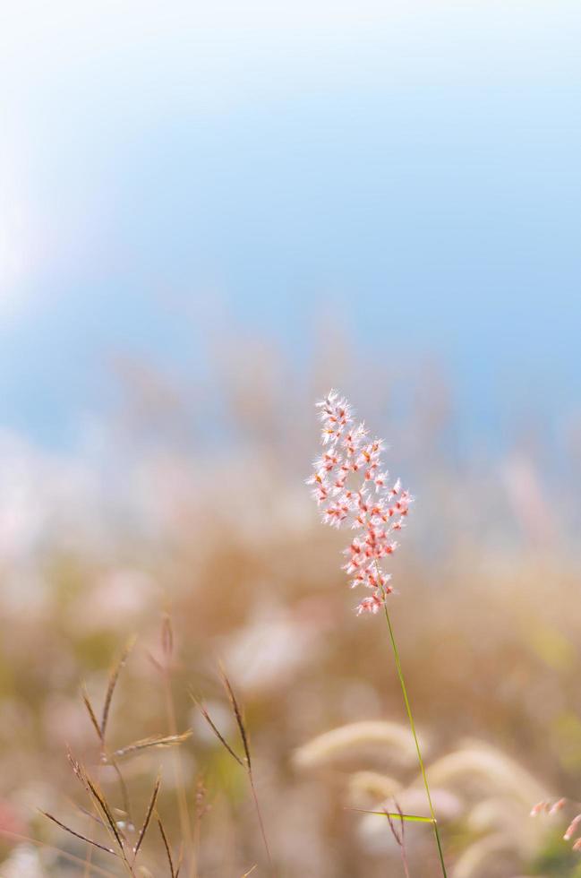 Blurred focus of Rose Natal grass with blurry brown and blue color background from dry leaves and water from the lake. photo