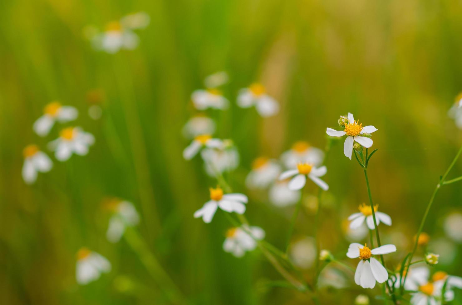 Partial focus of Spanish needles or Bidens alba flowers on blurred yellow and green background. photo