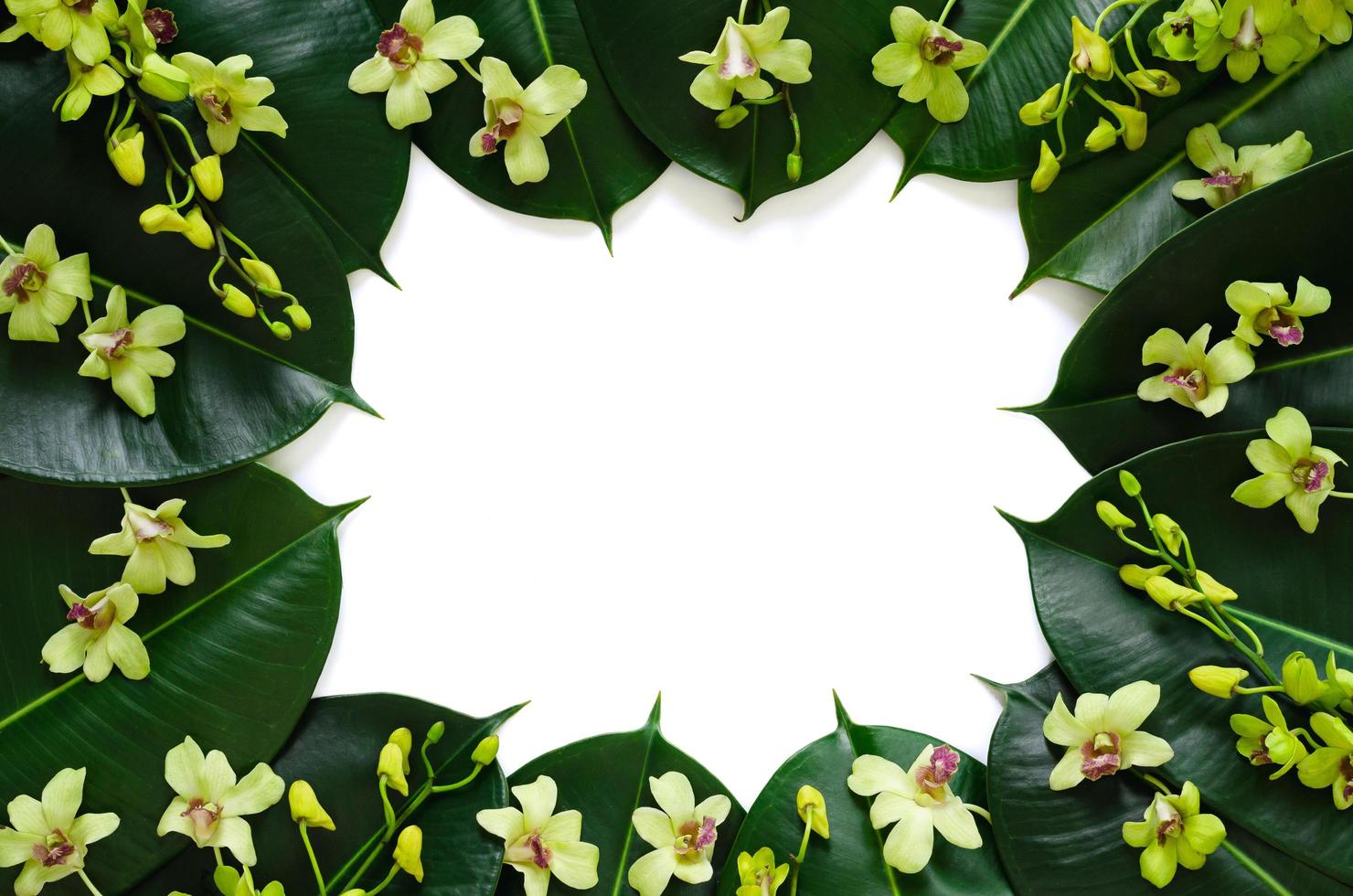 Green orchid flowers put on rubber tree leaves for spring blossom photo concept.