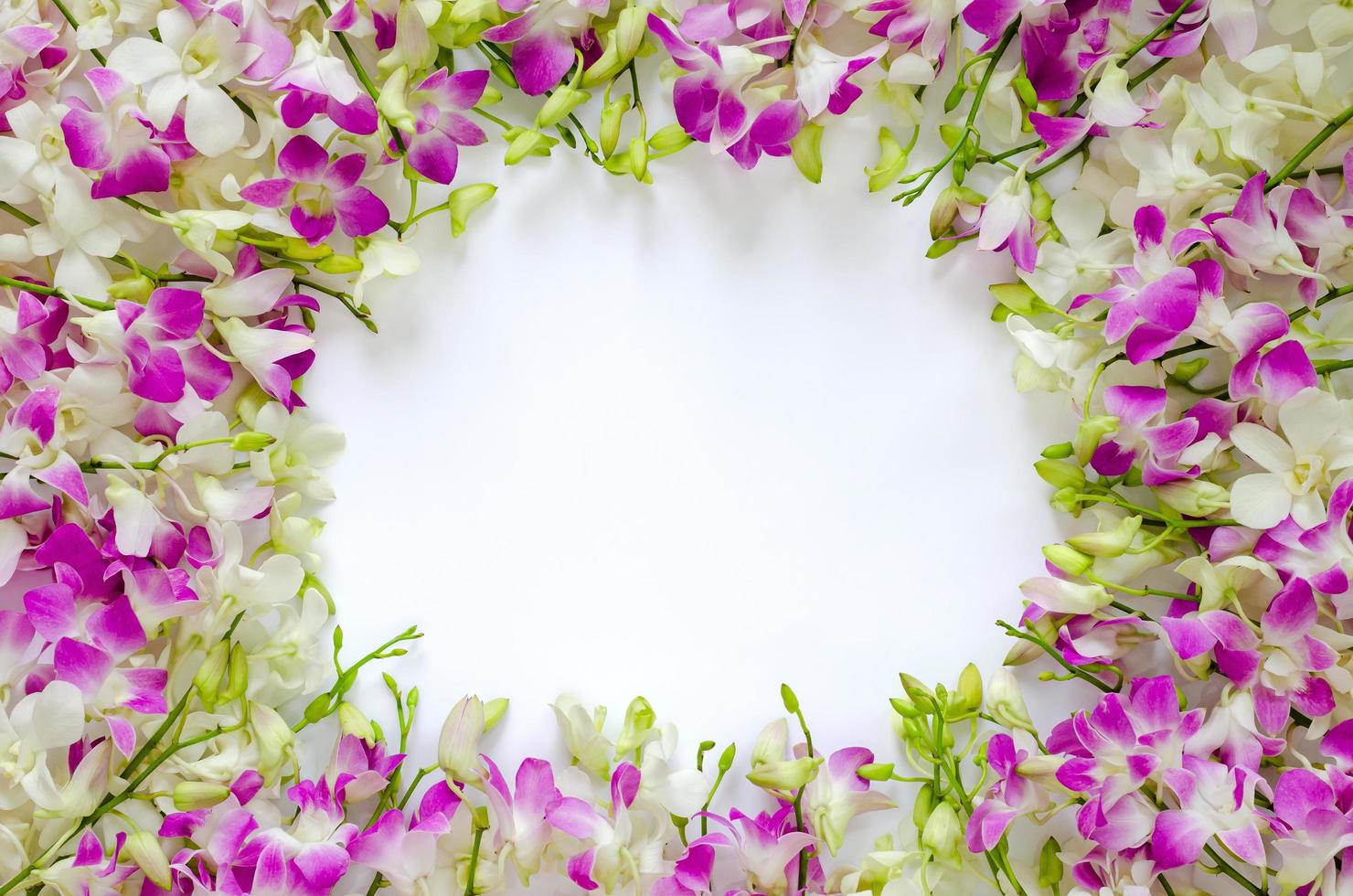 Pink and white orchid flowers put on white background for spring blossom photo concept.